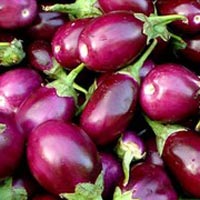 Fresh Brinjal Manufacturer Supplier Wholesale Exporter Importer Buyer Trader Retailer in penukonda Andhra Pradesh India